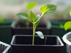 Hobi Amaçlı Tohumları Çimlendirmek için Pratik Yol Domates Biber Patlıcan Lahana